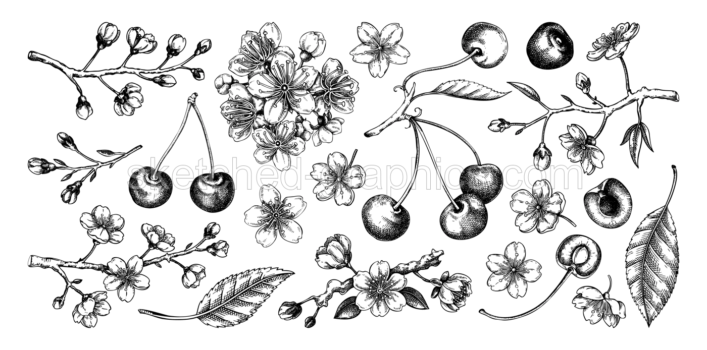 Cherry hand-drawn vector illustration set, sakura flowers in engraved style. NOT AI generated Illustration